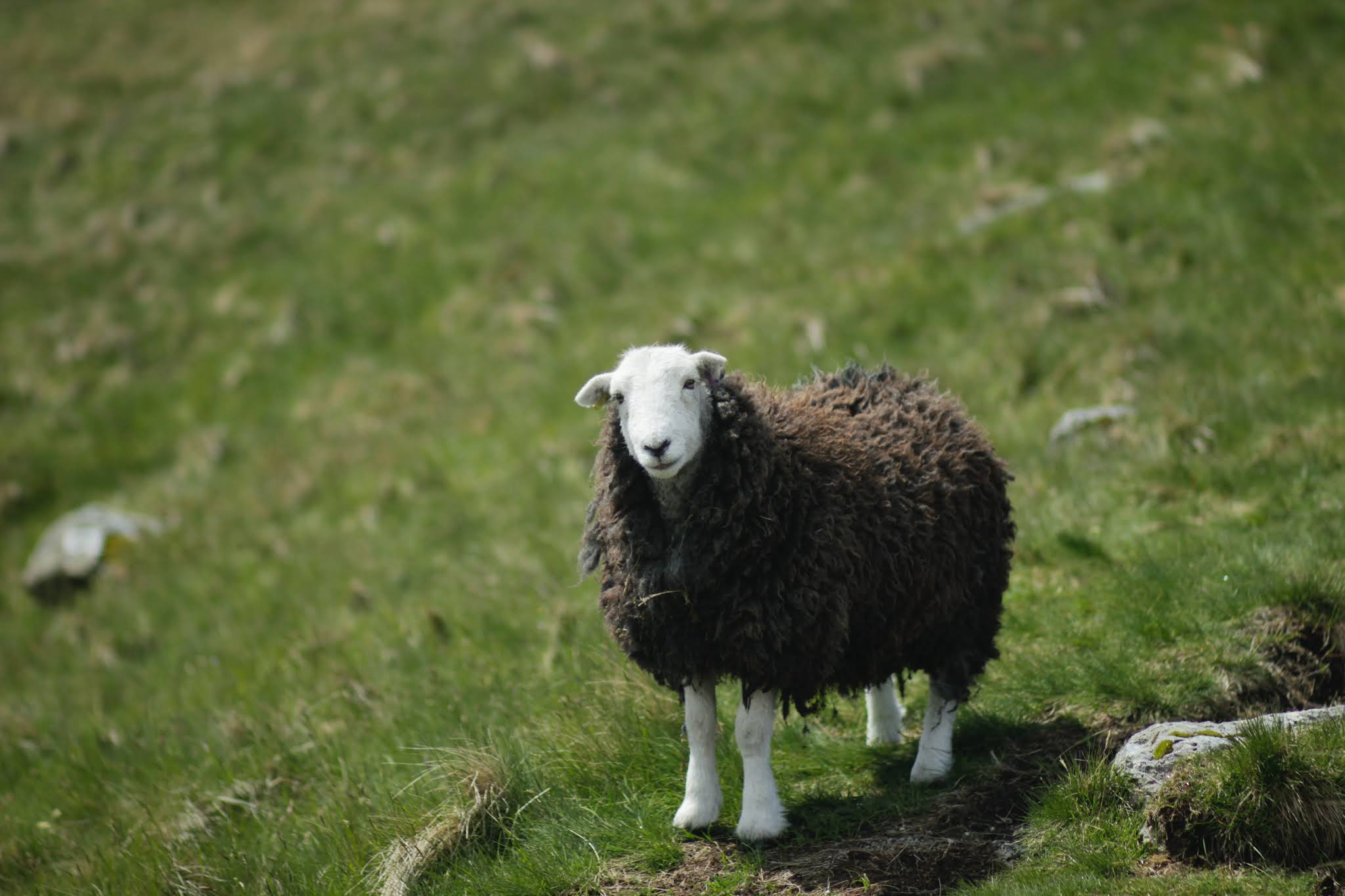 The Logarithmic Black Sheep