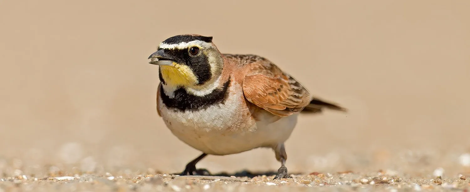 A small, crouching bird.