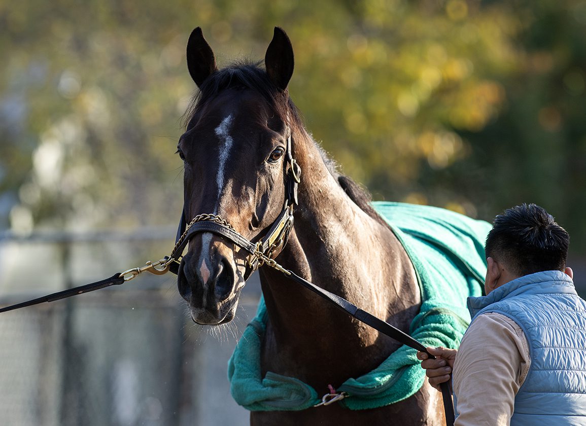 Close-up of Sovereignty, the race horse.