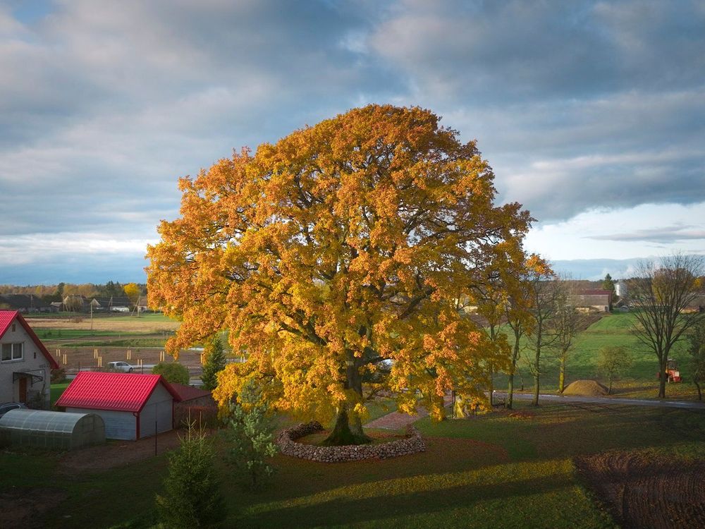 An enormous oak, yellow and orange with autumn colors. Its trunk is partially encircled by a short stone wall.