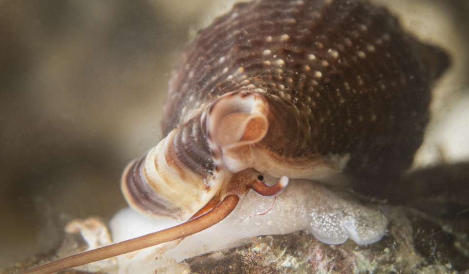 A pink octopus extends its tentacles along the floor of a body of water.